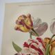 Botanical flower engraving 1899 by Élisa Champin - Tulips - Old print