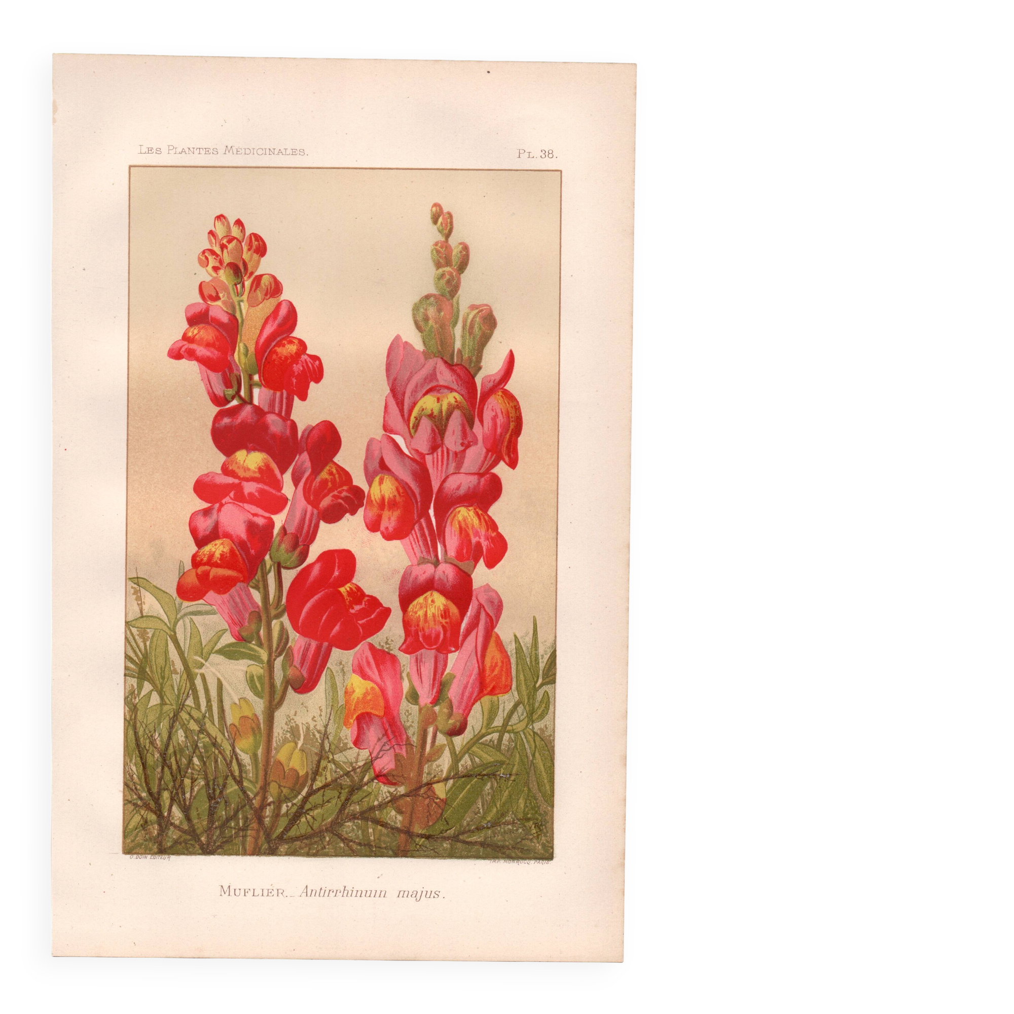 Botanical engraving - 1889 - Snapdragon - Old illustration of a red flower