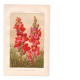 Botanical engraving - 1889 - Snapdragon - Old illustration of a red flower