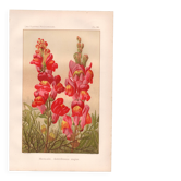 Botanical engraving - 1889 - Snapdragon - Old illustration of a red flower