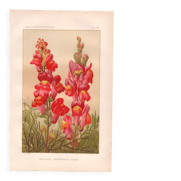Botanical engraving - 1889 - Snapdragon - Old illustration of a red flower