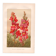 Botanical engraving - 1889 - Snapdragon - Old illustration of a red flower