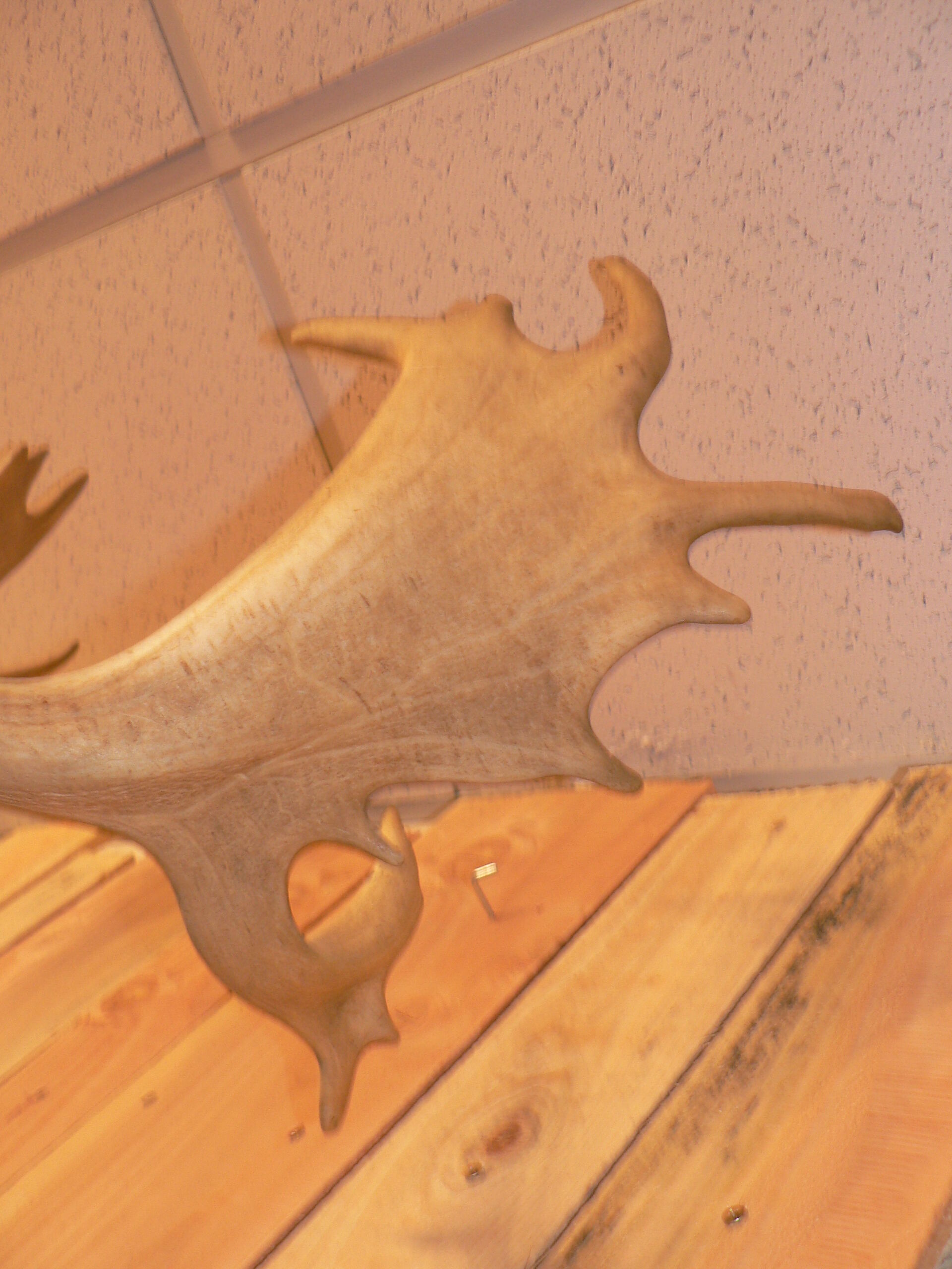 Naturalized deer hunting trophy head