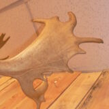 Naturalized deer hunting trophy head