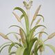 Masca vintage wheat stalk chandelier in off-white and pastel green metal.