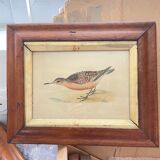 Lithographies couleur oiseaux encadrées