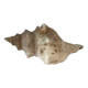 Comoros Conch Shell