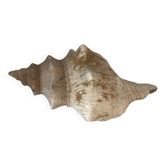 Comoros Conch Shell