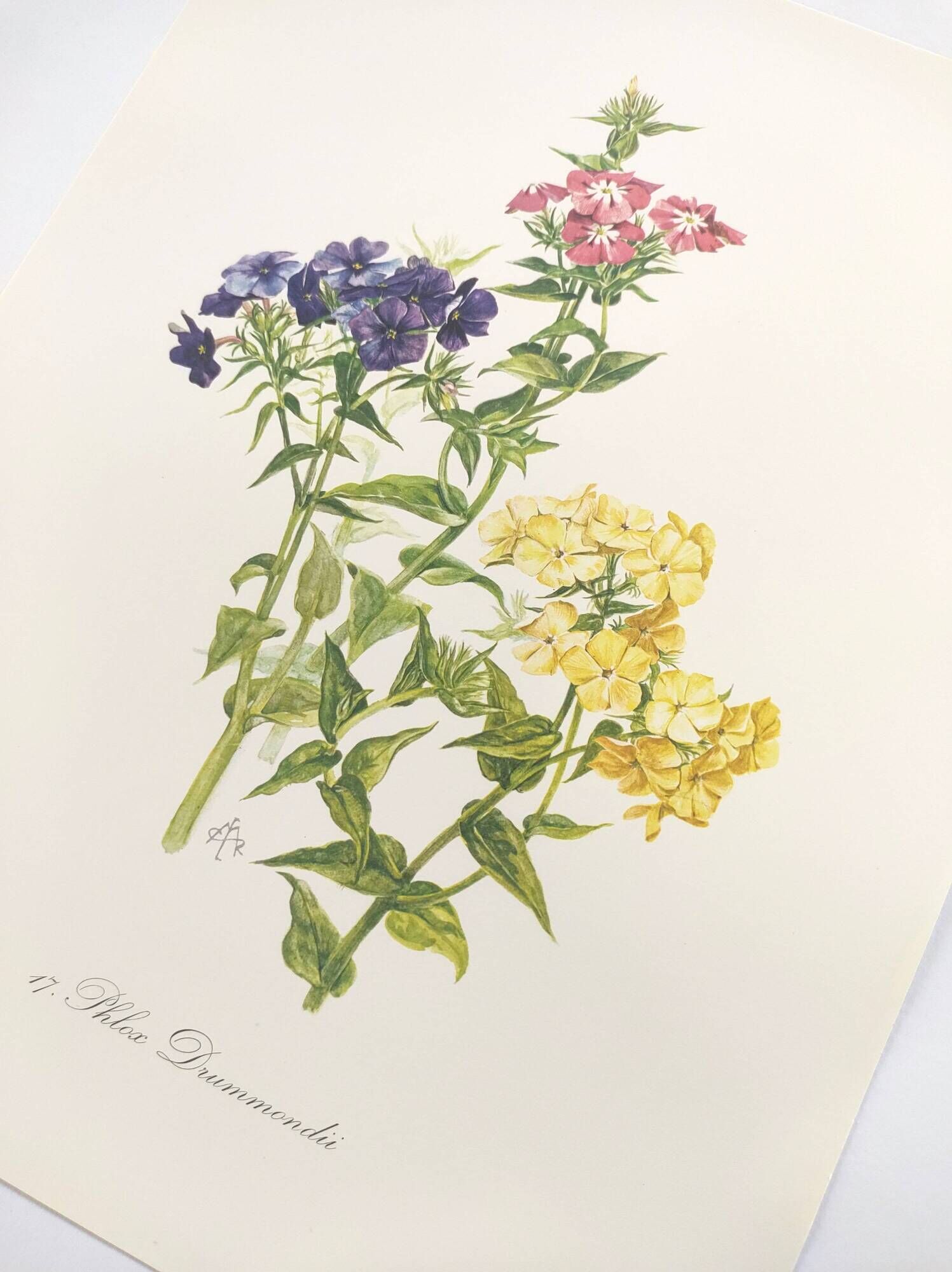 Vintage botanical plate from 1962 - Phlox - Plant engraving - Watercolor M.Rollinat