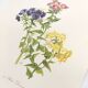 Vintage botanical plate from 1962 - Phlox - Plant engraving - Watercolor M.Rollinat
