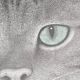 70's wild cat protection poster