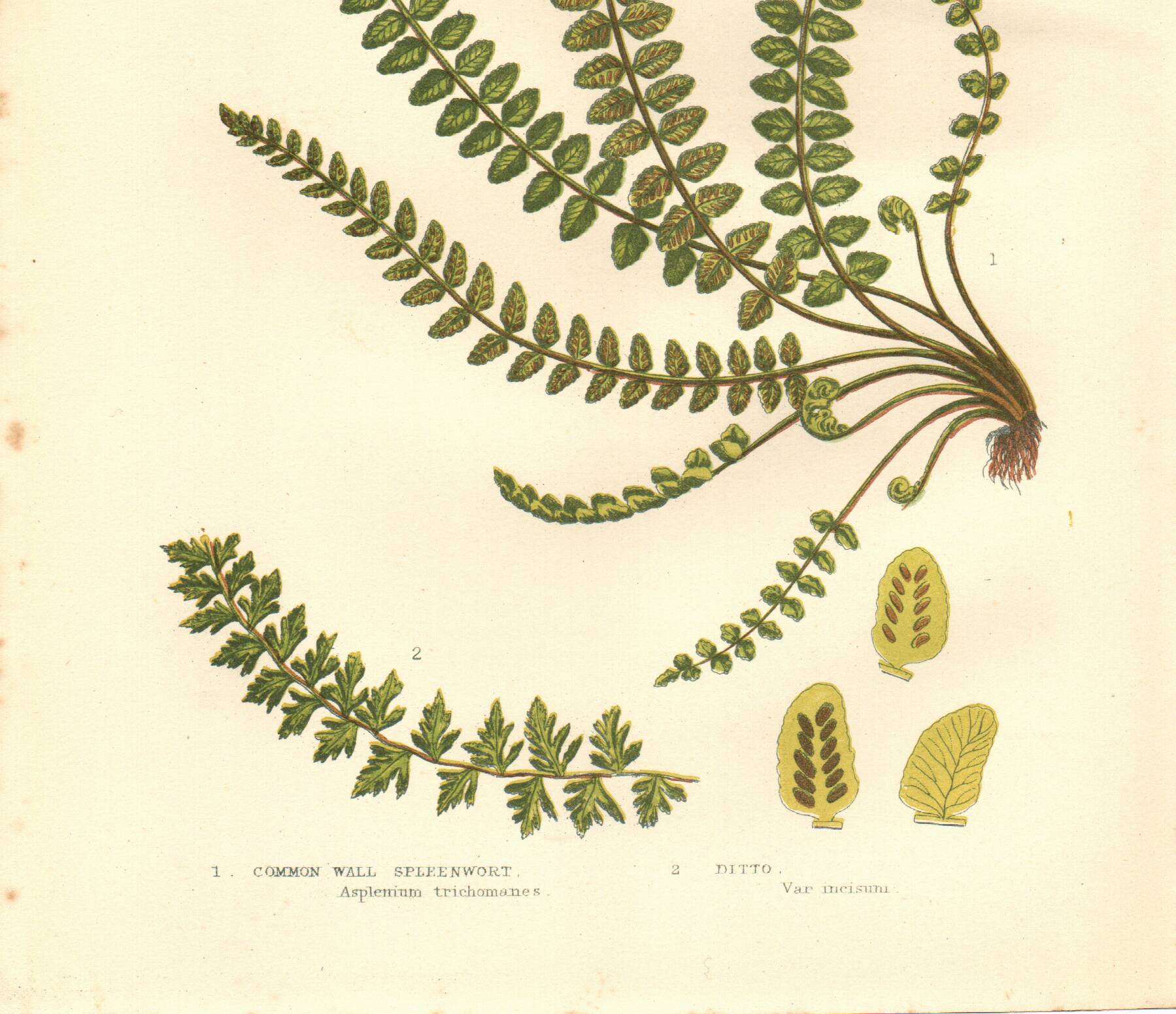 Engraving from 1889 - British Ferns by A. Pratt - Vintage lithograph