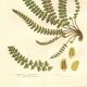 Engraving from 1889 - British Ferns by A. Pratt - Vintage lithograph
