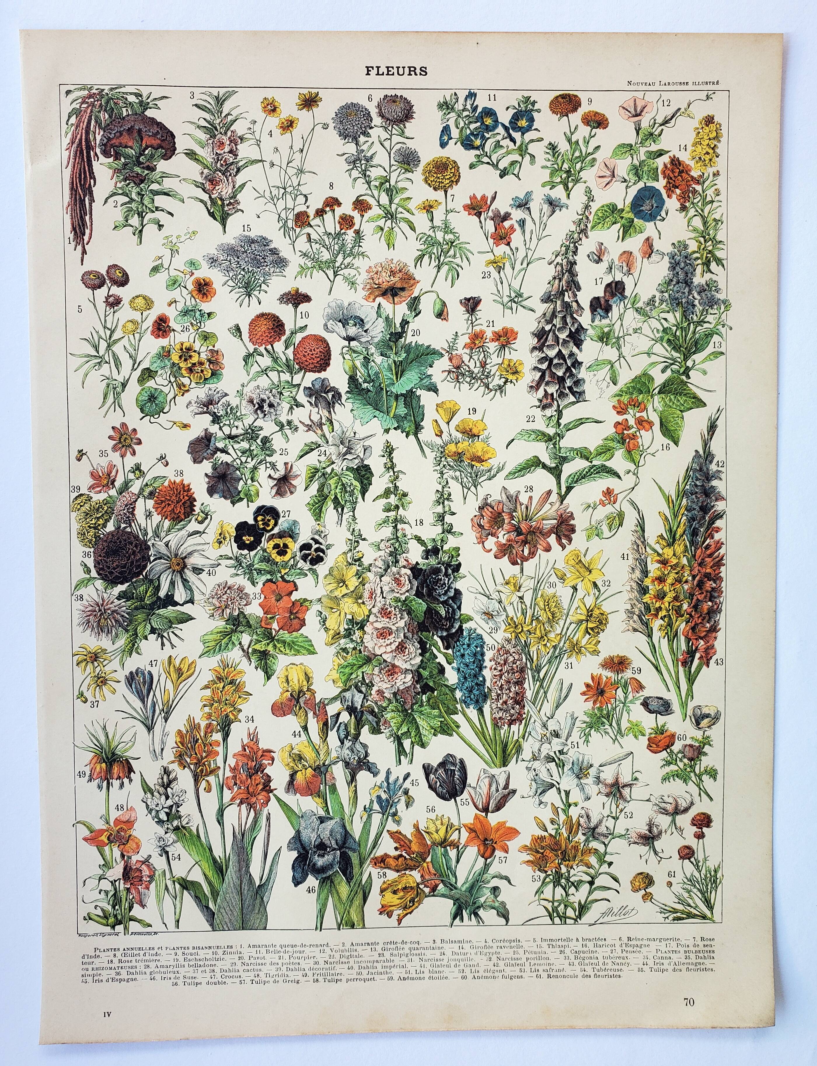Old engraving 1898, Flowers and plants (annuals), botany • Original and vintage lithograph