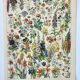 Old engraving 1898, Flowers and plants (annuals), botany • Original and vintage lithograph