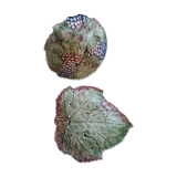 Grape drainer slurry