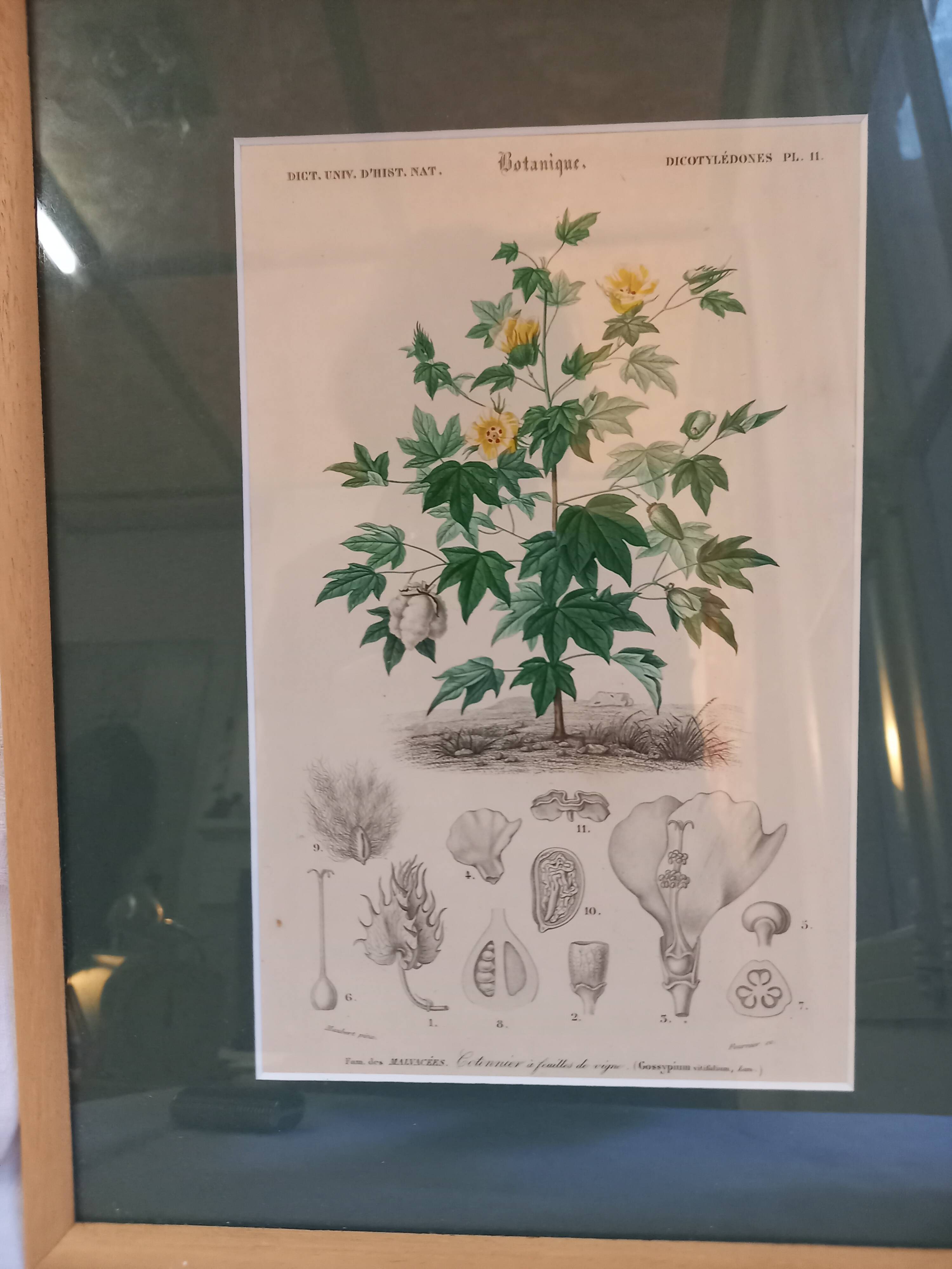 Old botanical plate, framed, representing a cotton plant with vine flowers.