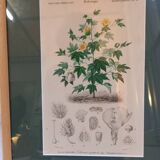 Old botanical plate, framed, representing a cotton plant with vine flowers.