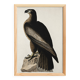 Poster about the Golden Eagle, based on an old engraving from 1827.