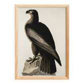 Poster about the Golden Eagle, based on an old engraving from 1827.
