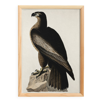 Poster about the Golden Eagle, based on an old engraving from 1827.