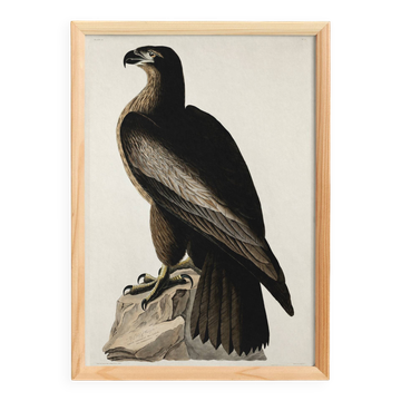 Affiche sur l’Aigle royal, d’après une gravure ancienne de 1827.