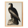 Poster about the Golden Eagle, based on an old engraving from 1827.
