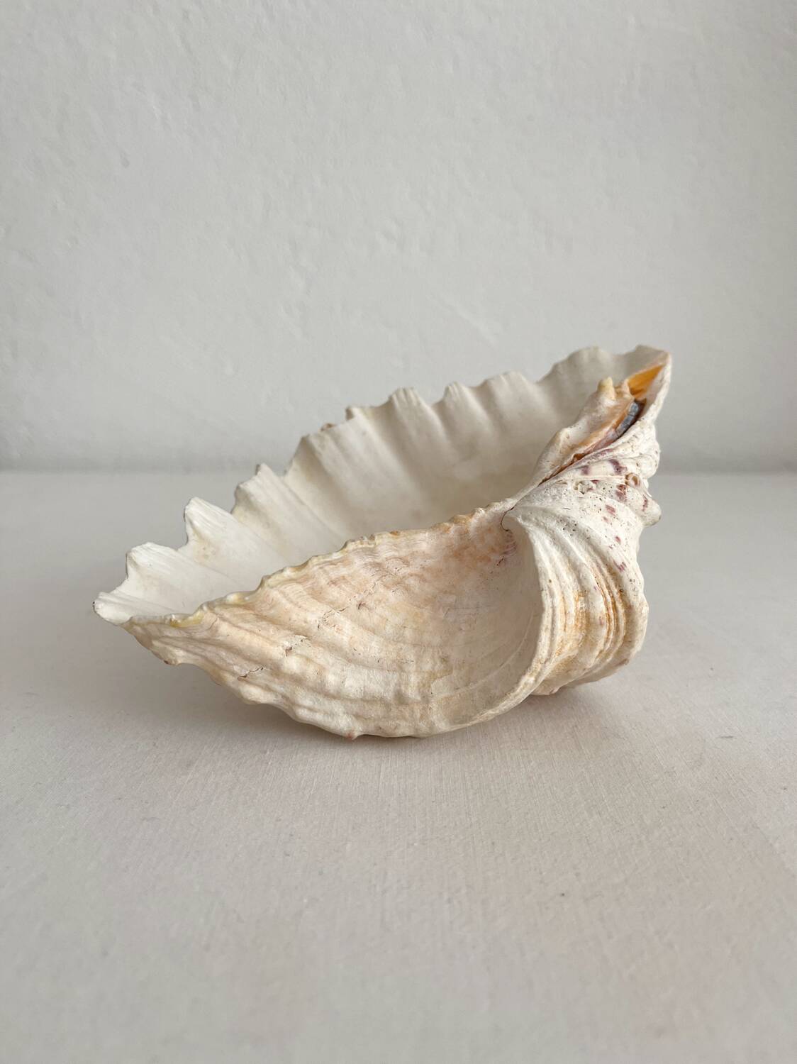 Old holy water stoup shell cabinet of curiosities