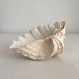 Old holy water stoup shell cabinet of curiosities