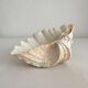 Old holy water stoup shell cabinet of curiosities