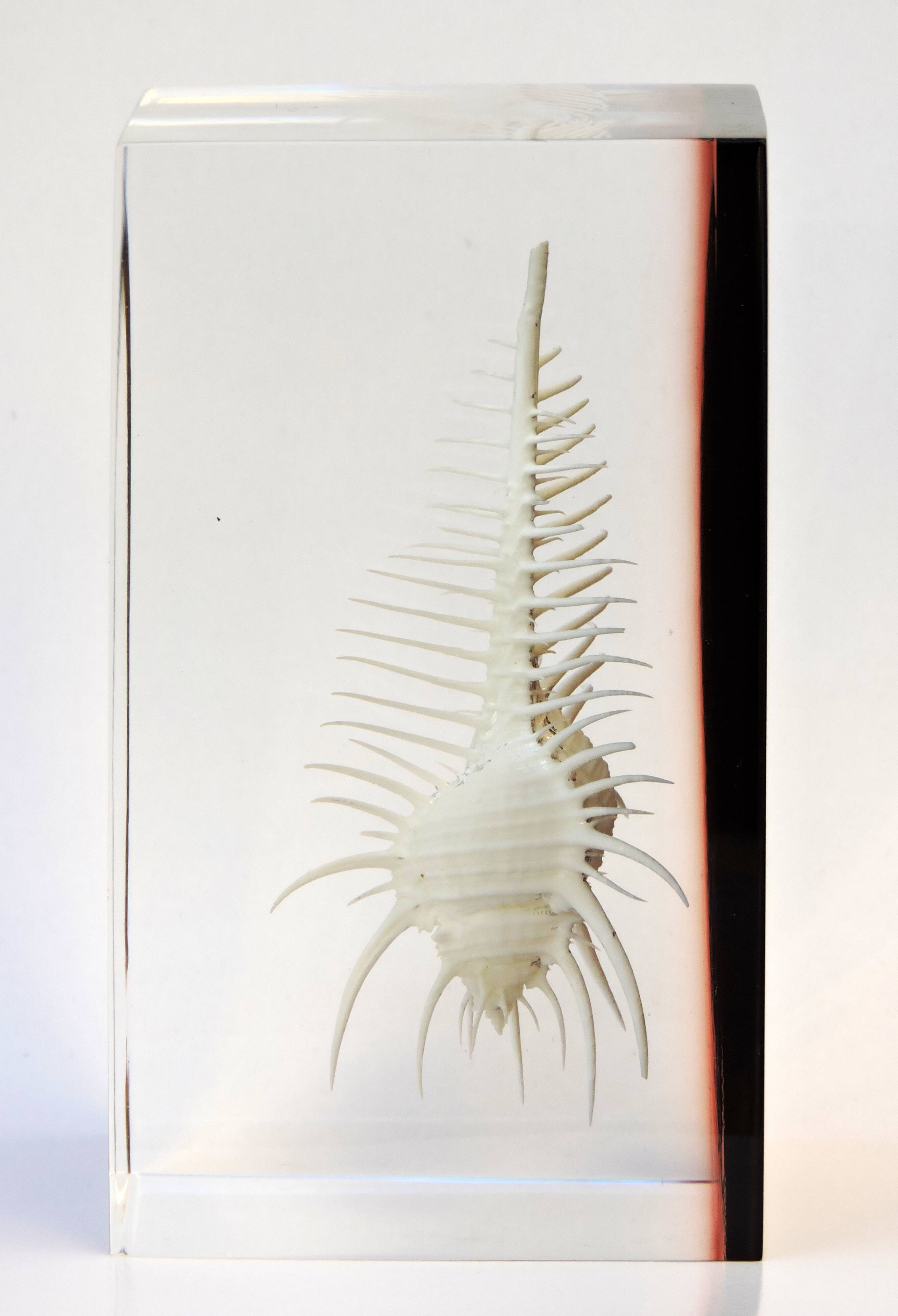 INCLUSION Vintage RESIN SHELL MUREX curiosity cabinet