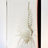 INCLUSION Vintage RESIN SHELL MUREX curiosity cabinet