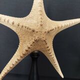 Cabinet of Curiosities starfish poraster superbus on base