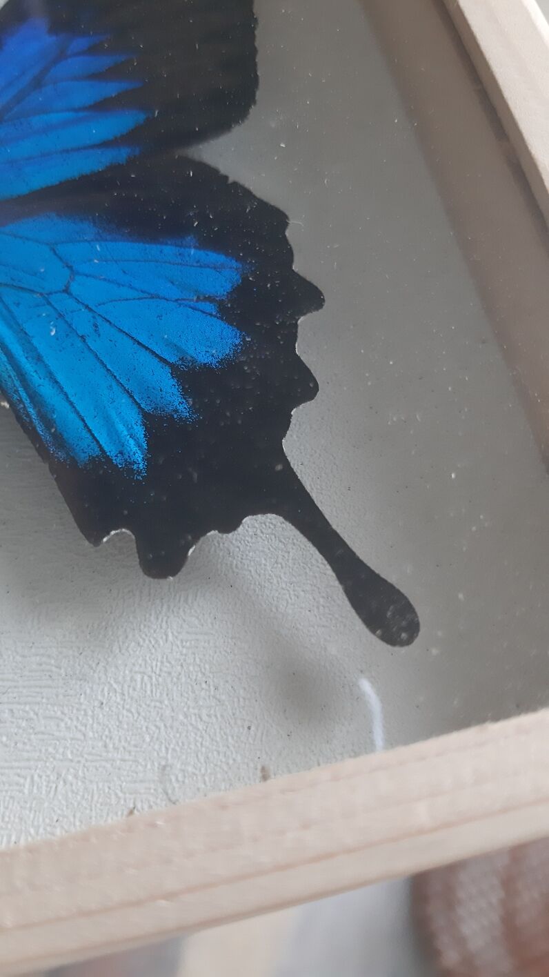 Cadre papillon bleu argenté cabinet de curiosité encadrement taxidermie