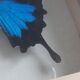 Cadre papillon bleu argenté cabinet de curiosité encadrement taxidermie