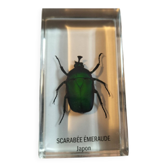 Emerald beetle Japan Authentic insect in resin inclusion.