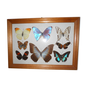 Frame under glass butterfly bomb