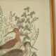 Tableau vintage aquarelle canards de terronblan monbaly dayelle
