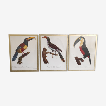 Bird lithographs frame gilded frame