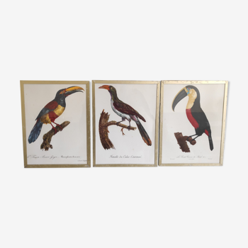 Cadres lithographies oiseaux cadre doré