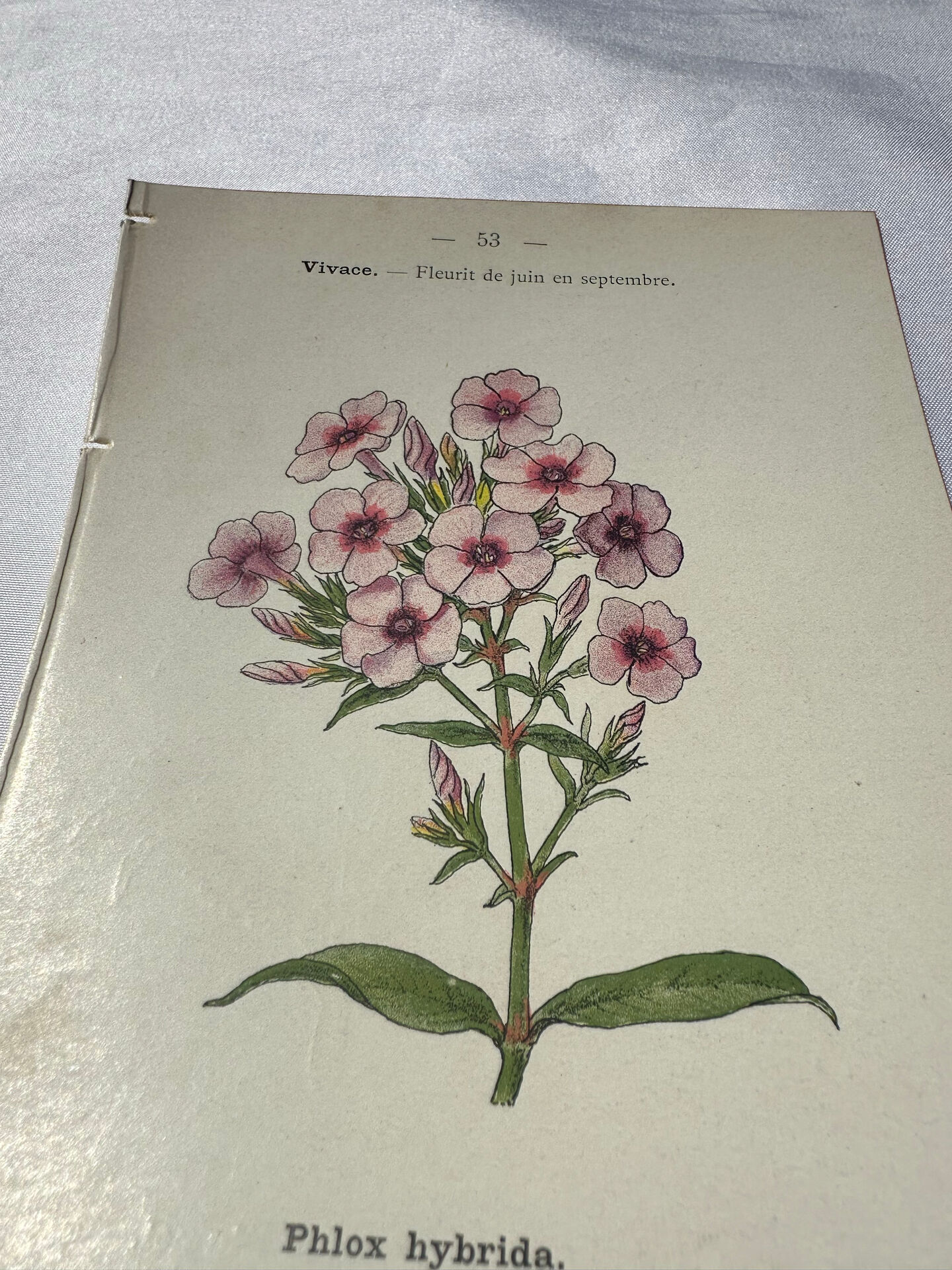 🌿 Botanical Plate Old Naturalist Engraving 19th Century Double-Sided