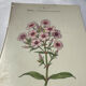 🌿 Botanical Plate Old Naturalist Engraving 19th Century Double-Sided
