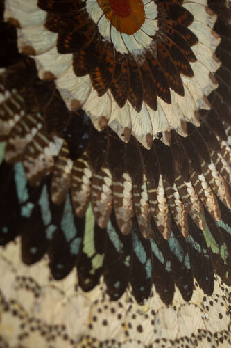 Collage en ailes de papillons xxl