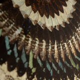 collage in XXL butterfly wings