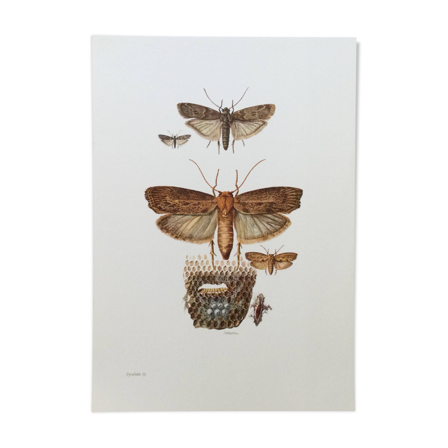Vintage Print Insects, Butterflies Old Illustration 1969