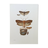 Vintage Print Insects, Butterflies Old Illustration 1969