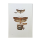 Vintage Print Insects, Butterflies Old Illustration 1969