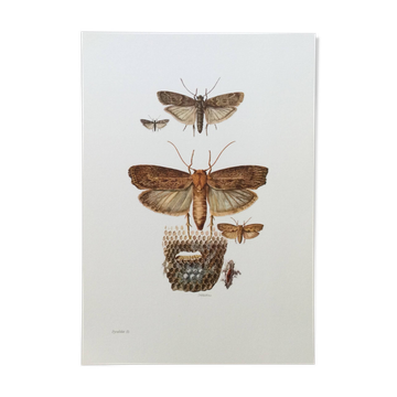 Vintage Print Insects, Butterflies Old Illustration 1969