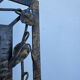 Wrought iron mirror with ivy Art Deco