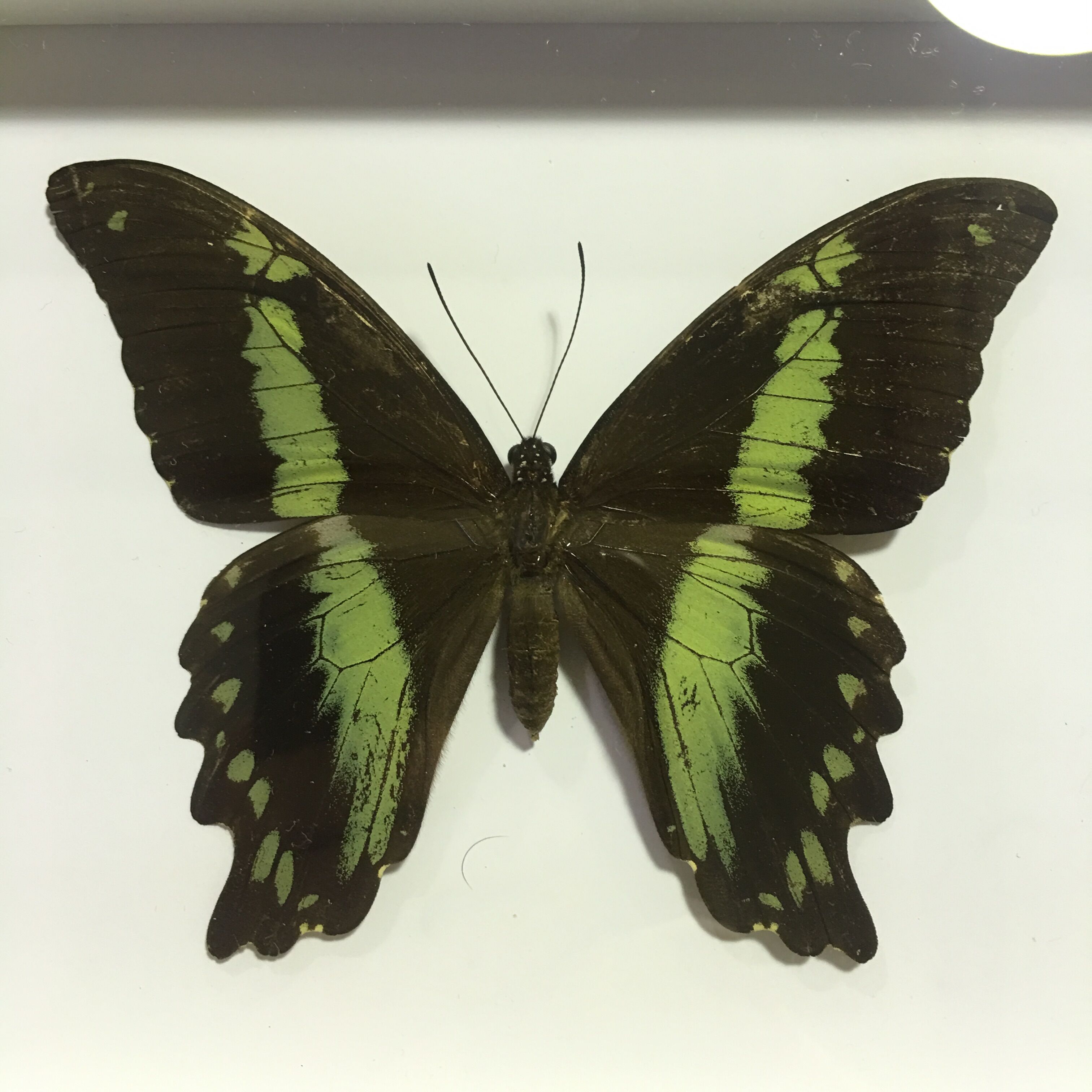 Butterfly naturalized under framework